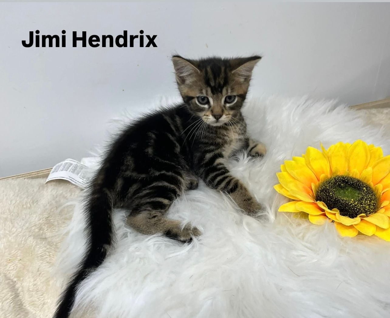 Jimi Hendrix Jimi Hendrix